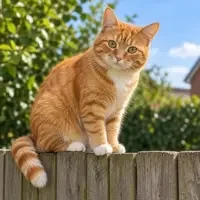 栗子巷的猫 · 第70章 · 猫咪的冬天 栗子巷的猫章节更新封面